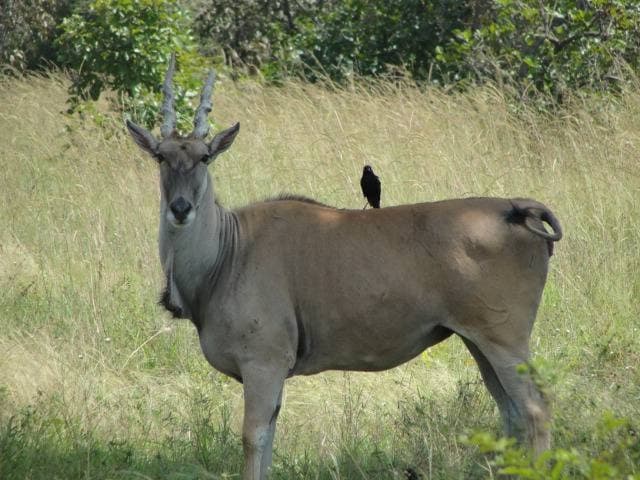 Fazao-Nationalpark