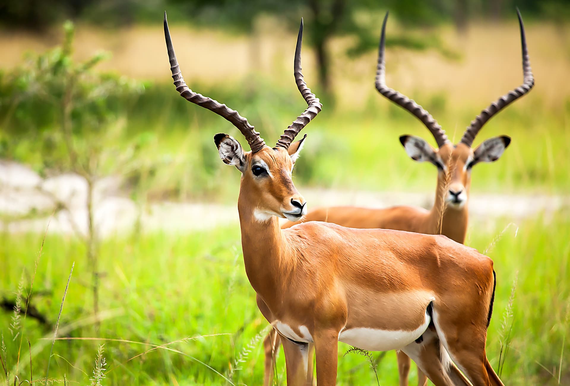 Tourismus in Bénin: Naturschutzgebiete und Tierwelt
