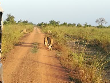 Der Pendjari-Nationalpark: Ein neues Leben?